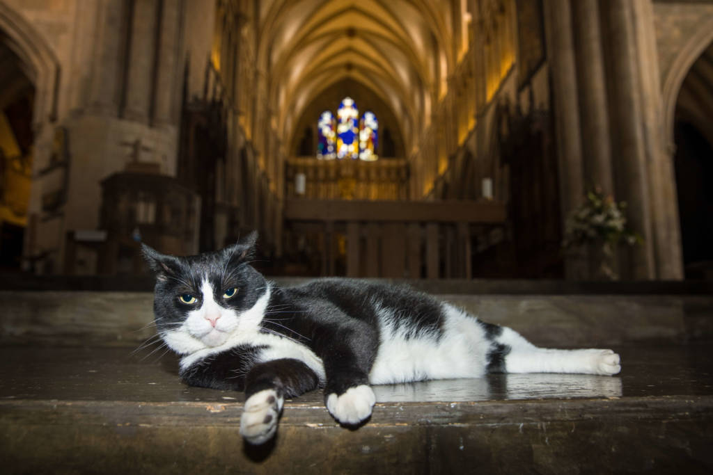 Hodge – Southwark Cathedral’s cat